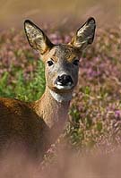 6105 Roe Deer Hind Chris Gilbert, Ravenseye Gallery, Peak District, Photographs, Courses